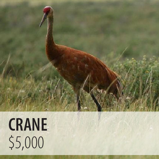 *Crane $5,000