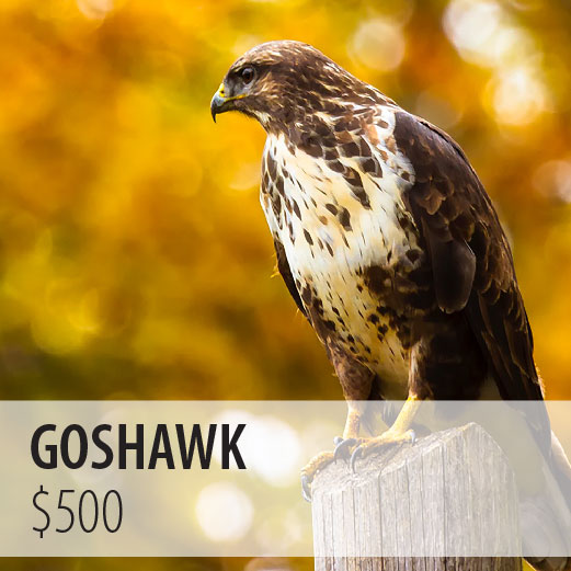 Goshawk $500