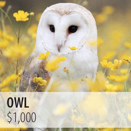 Owl $1,000