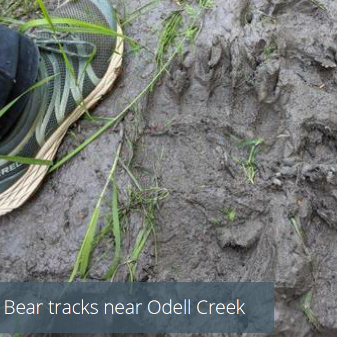 Bear Tracks