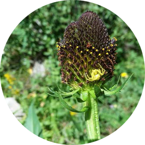 Western Coneflower