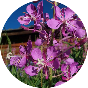 Fireweed