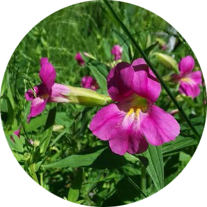 Purple Monkeyflower