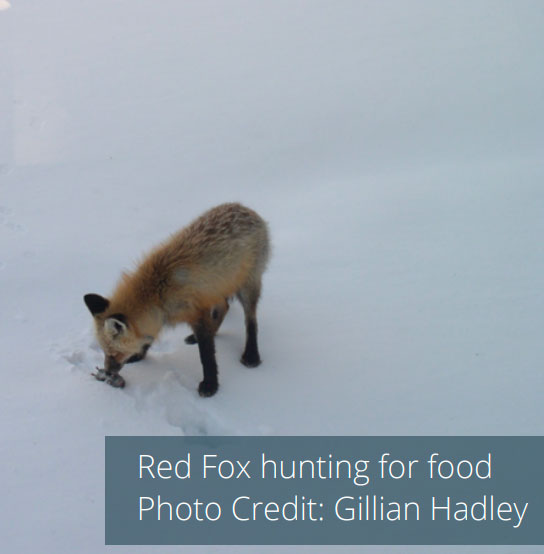 Red fox hunting