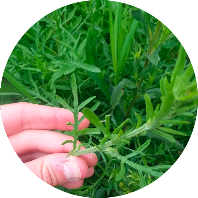 Spotted knapweed (Centaurea stoebe) 