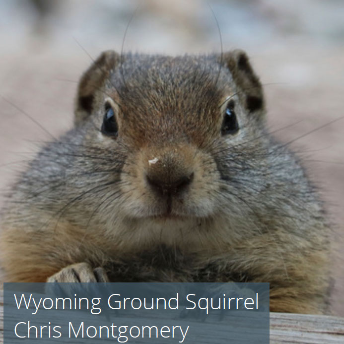 Wyoming Ground Squirrel