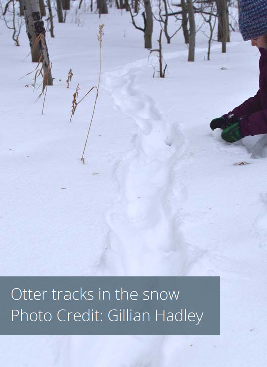 Otter Tracks