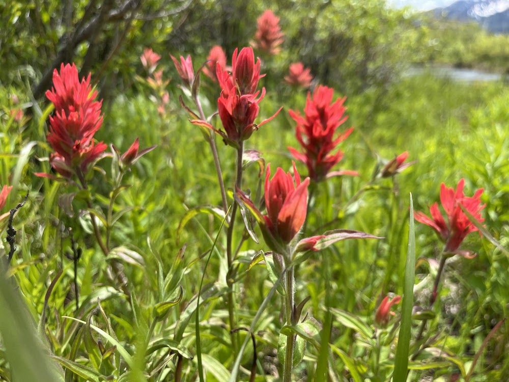 Red wildflowers in a alpine meadow